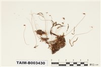 藏品(澤苔屬)的圖片